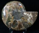 Agatized Ammonite Fossil (Half) #16510-1
